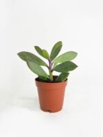 Vertical Leaf Senecio Purple Succulent - Image 2