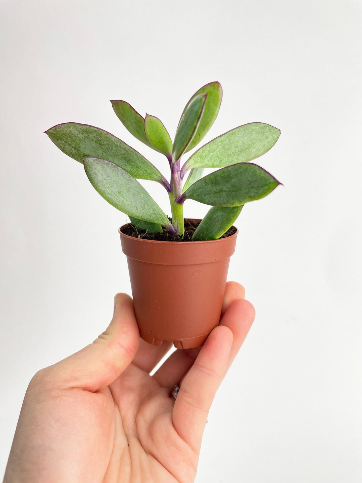 Vertical Leaf Senecio Purple Succulent - Image 1