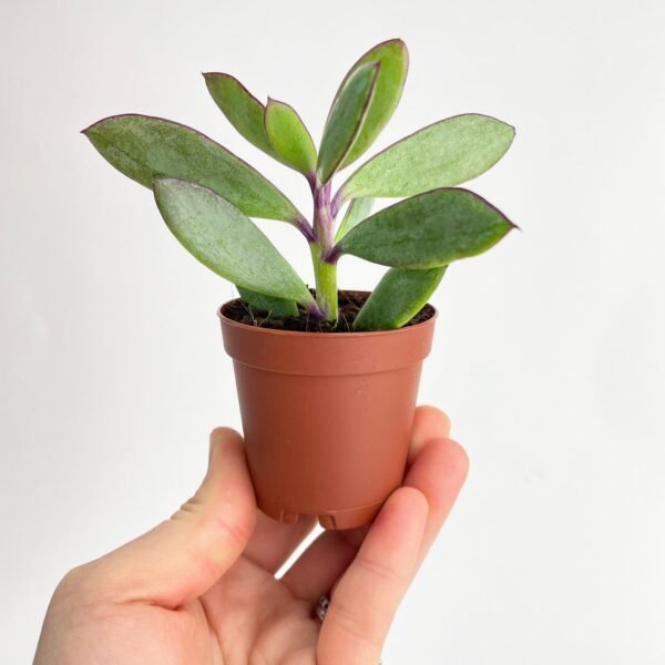 Vertical Leaf Senecio Purple Succulent