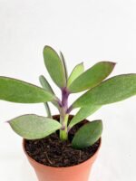 Vertical Leaf Senecio Purple Succulent - Image 3