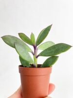 Vertical Leaf Senecio Purple Succulent - Image 4