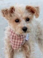 GINGHAM BANDANA - Image 3
