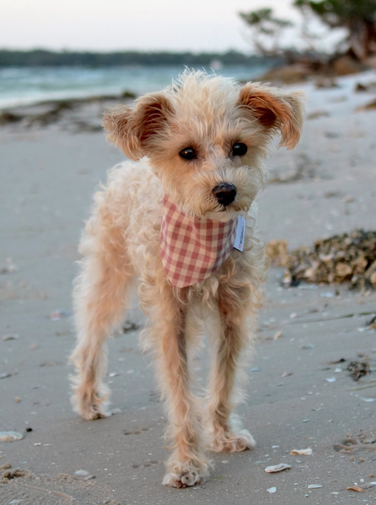 GINGHAM BANDANA - Image 2