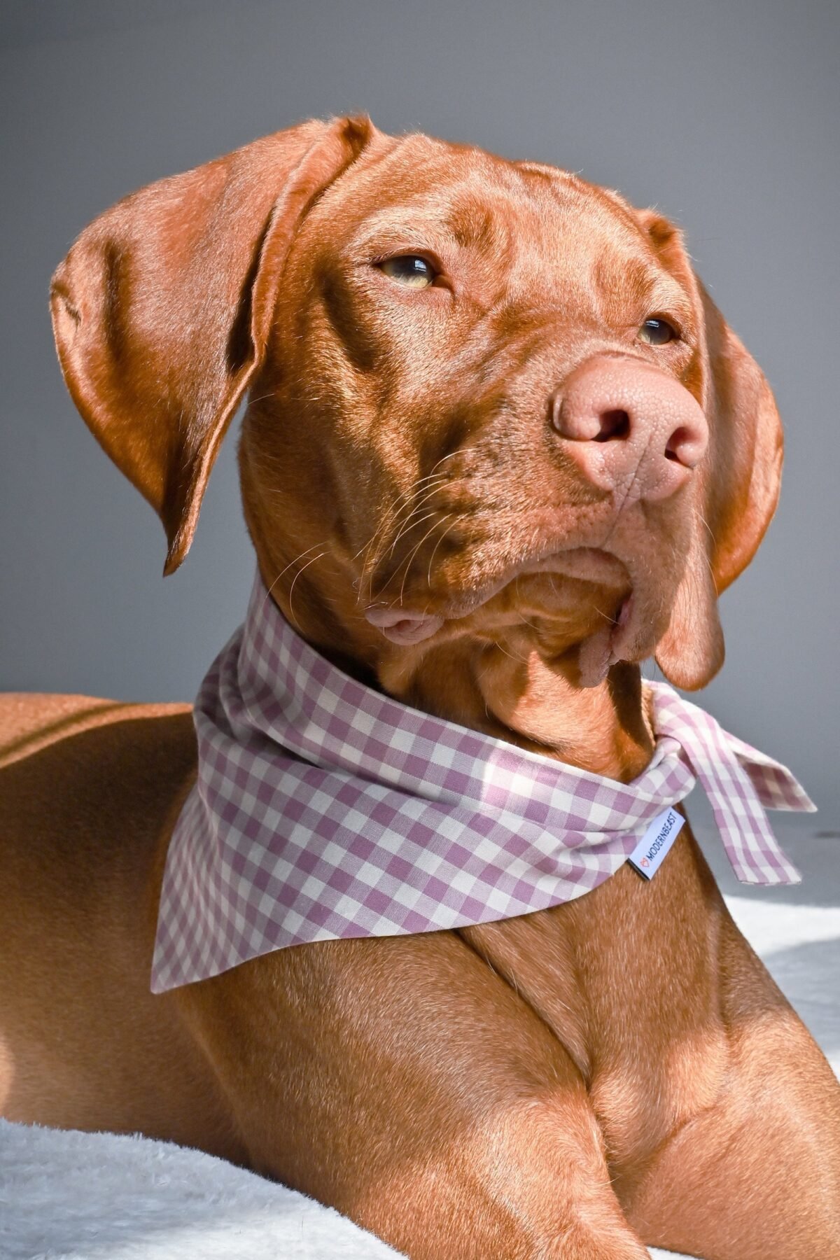 GINGHAM BANDANA - Image 4