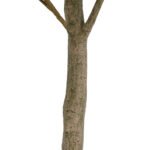 7' Lifelike Faux Potted Money Tree - Elegant Home Decor for Modern Interiors - Image 5