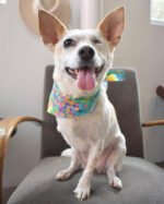 FLORAL BANDANA - Image 15