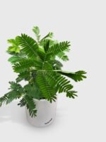 Mimosa Pudica Shame Sensitive Plant - Image 9