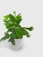 Mimosa Pudica Shame Sensitive Plant - Image 6