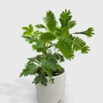 Mimosa Pudica Shame Sensitive Plant