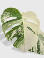 Monstera Borsigiana Variegata Albo (Mature Mother Plant) - Image 9