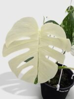 Monstera Borsigiana Variegata Albo (Mature Mother Plant) - Image 2