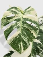 Monstera Borsigiana Variegata Albo (Mature Mother Plant) - Image 4