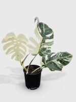 Monstera Borsigiana Variegata Albo (Mature Mother Plant) - Image 6