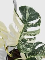 Monstera Borsigiana Variegata Albo (Mature Mother Plant) - Image 7