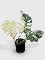 Monstera Borsigiana Variegata Albo (Mature Mother Plant)