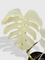 Monstera Borsigiana Variegata Albo (Mature Mother Plant) - Image 8