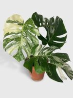 Monstera Borsigiana Variegata Albo (Mature Mother Plant) - Image 11