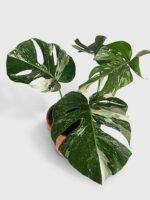 Monstera Borsigiana Variegata Albo (Mature Mother Plant) - Image 10
