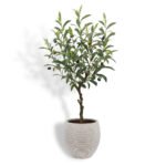 34" Lifelike Artificial Olive Topiary Tree in Mediterranean Decorative Pot