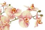 Lifelike 23" 4-Stem Orange Phalaenopsis Orchid - Elegant Faux Floral Decor - Image 2