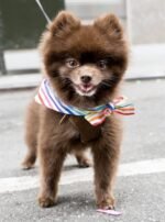 RAINBOW BANDANAS - Image 3
