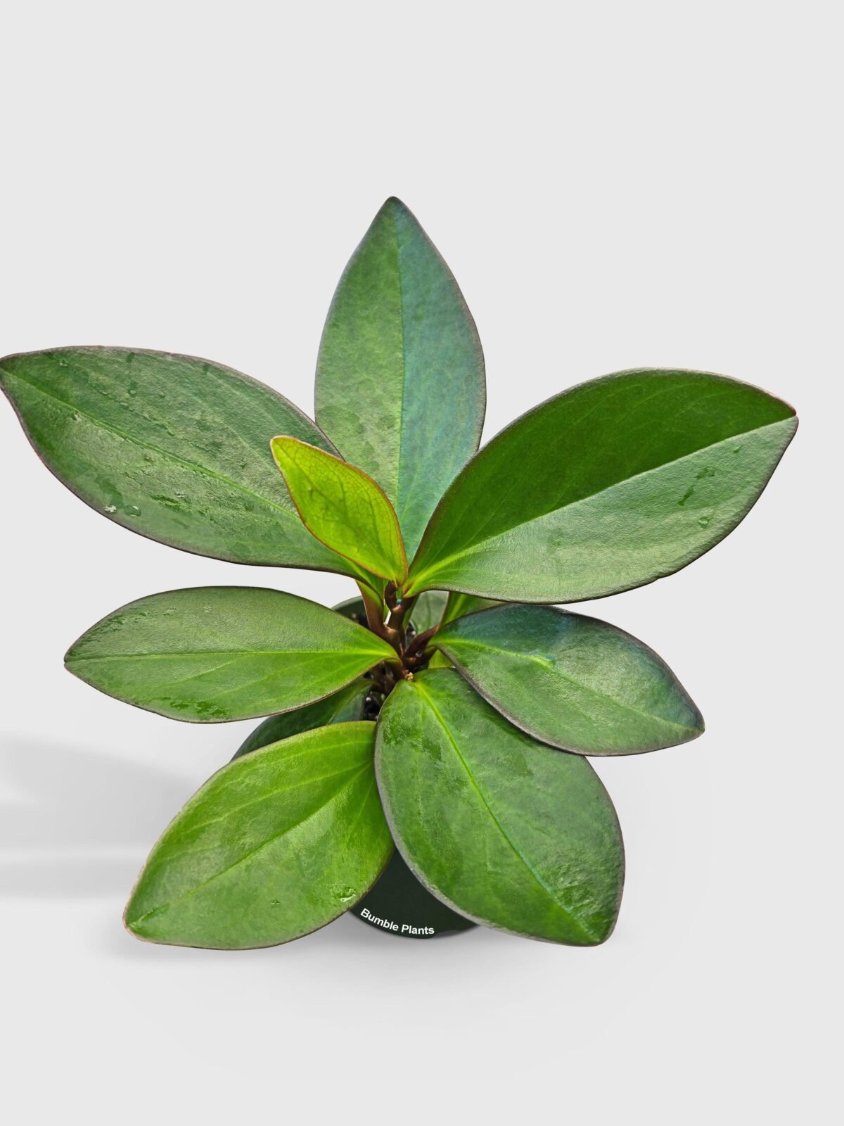 Peperomia Clusiifolia 'Red Eagle' - Image 1