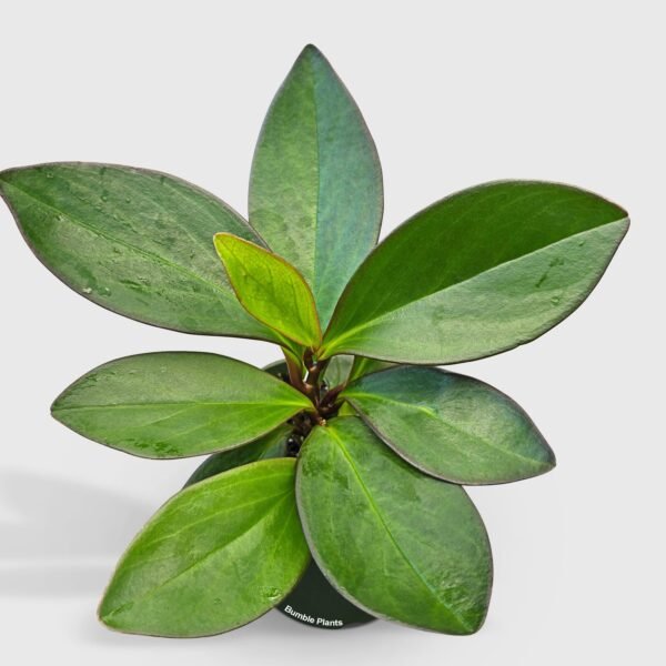 Peperomia Clusiifolia 'Red Eagle'