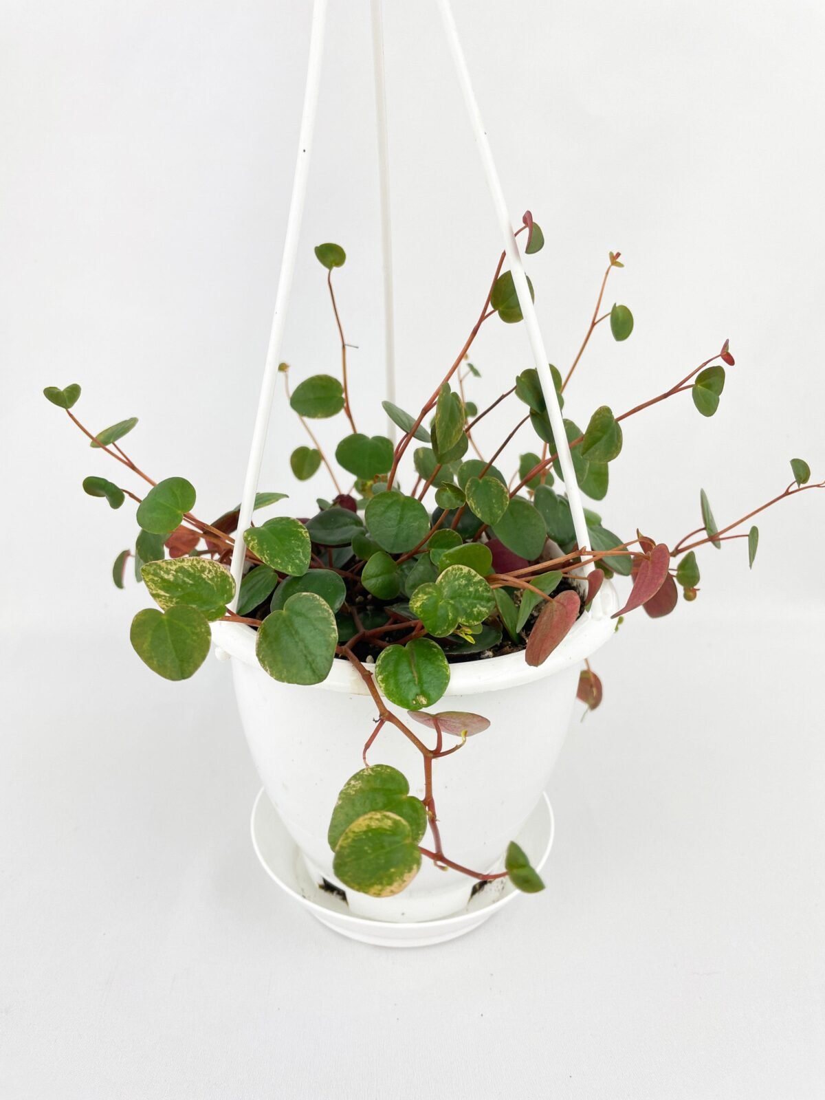 Peperomia Ruby Cascade - Image 1