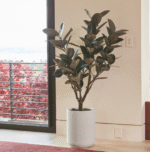 5' Rubber Ficus Tree in Modern Gray Planter - Image 3