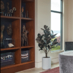 5' Rubber Ficus Tree in Modern Gray Planter - Image 4