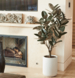 5' Rubber Ficus Tree in Modern Gray Planter - Image 2