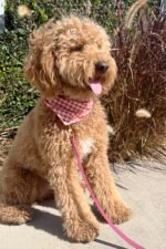 GINGHAM BANDANA - Image 23
