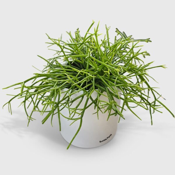 Rhipsalis Cashero Mistletoe Cactus