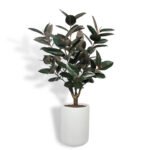 5' Rubber Ficus Tree in Modern Gray Planter