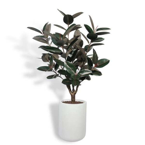 5' Rubber Ficus Tree in Modern Gray Planter