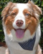 CLASSIC BANDANA - Image 6