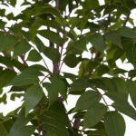 7' Lifelike Faux Potted Sumac Tree in Elegant Pot - Perfect for Modern or Rustic Home Decor - Image 5