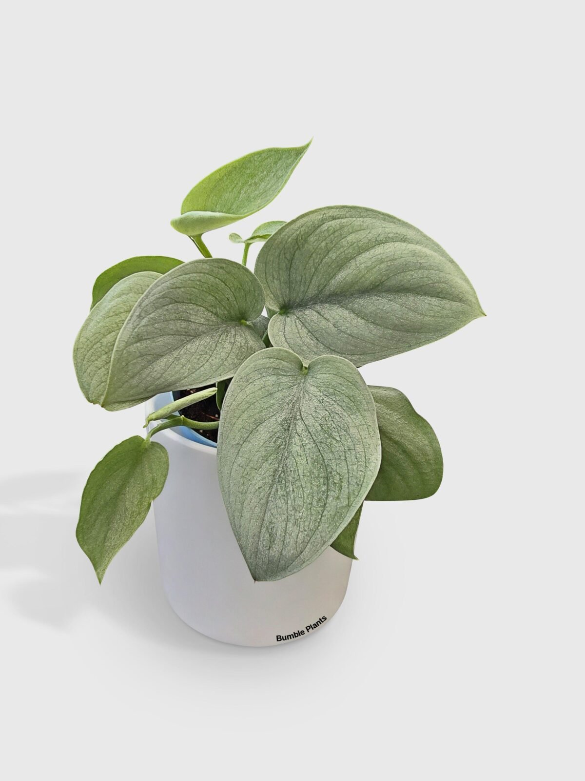 Scindapsus Pictus 'SOOO™ Silver' - Image 1