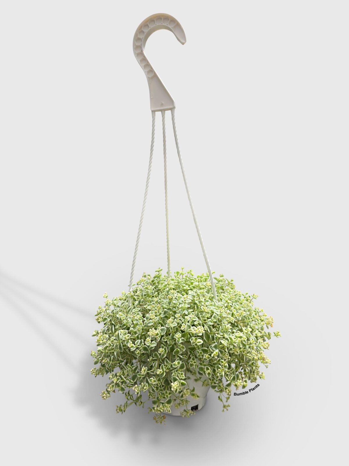 Sedum Little Missy - Image 1