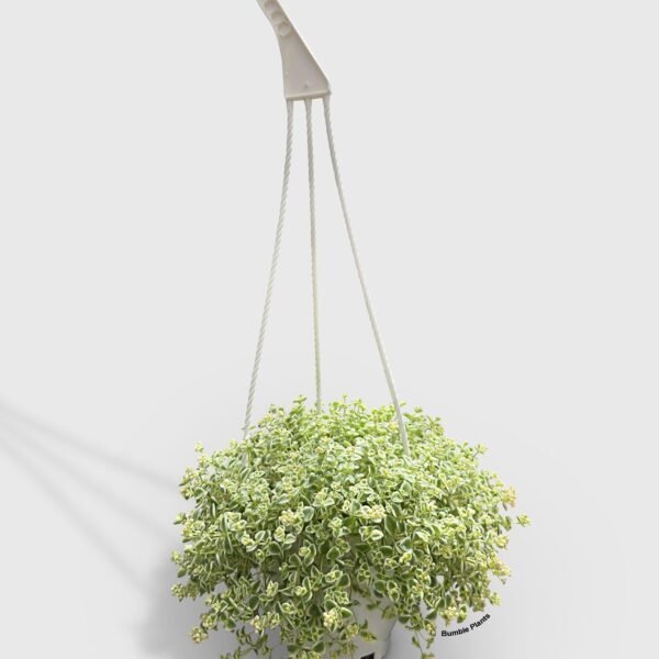 Sedum Little Missy