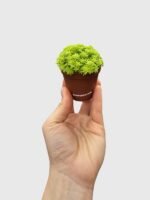 Sedum Japonicum 'Tokyo Sun' (Tokyo Sun Stonecrop) - Image 2