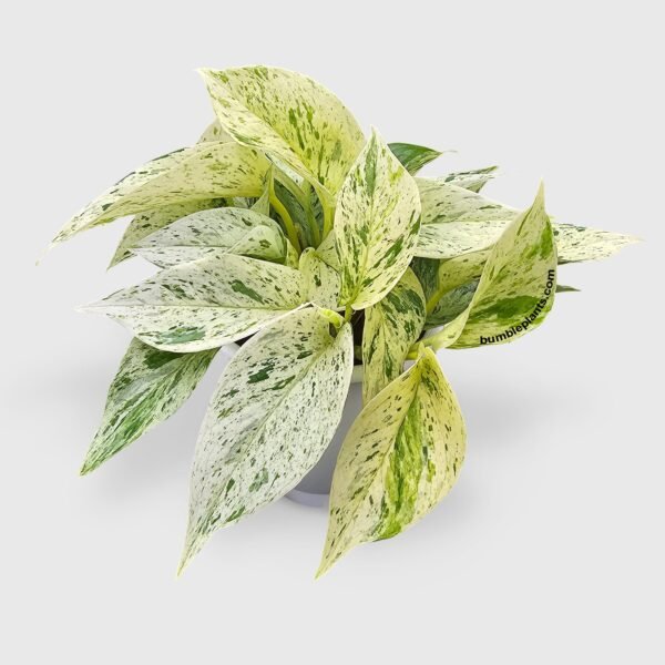 Snow White Icy Pothos