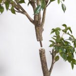 Artificial Ficus Tree with Artisan Planter - Image 3