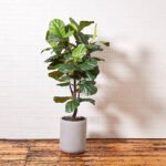 Artificial Fiddle Leaf Fig Tree with Artisan Planter - Image 11