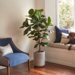 Artificial Fiddle Leaf Fig Tree with Artisan Planter - Image 6
