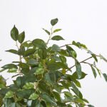 Artificial Ficus Tree with Artisan Planter - Image 6