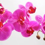 25" Lifelike Artificial Pink Double Stem Orchid in Modern Grey Pot - Elegant Home Decor - Image 4