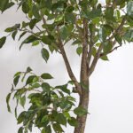 Artificial Ficus Tree with Artisan Planter - Image 8