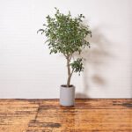 Artificial Ficus Tree with Artisan Planter - Image 10