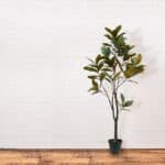 7' Lifelike Artificial Magnolia Tree in Black Grower Pot - Timeless Nature-Inspired Home Decor - Image 7